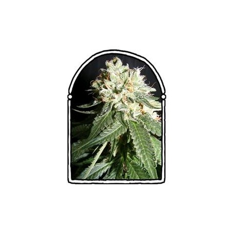 OG CHEESE* THE KUSH BROTHERS SEEDS 5 SEMI FEM 