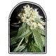 OG CHEESE* THE KUSH BROTHERS SEEDS 1 SEME FEM 