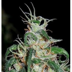 GREEN HAZE X THAI * ACE SEEDS 10 SEMI REG