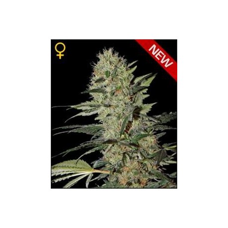 EXODUS CHEESE AUTO* GREEN HOUSE FEMINIZED 3 SEMI 