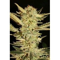 AUTOMATIC FINI * SUPER STRAINS SEEDS FEMINIZED 1 SEME 