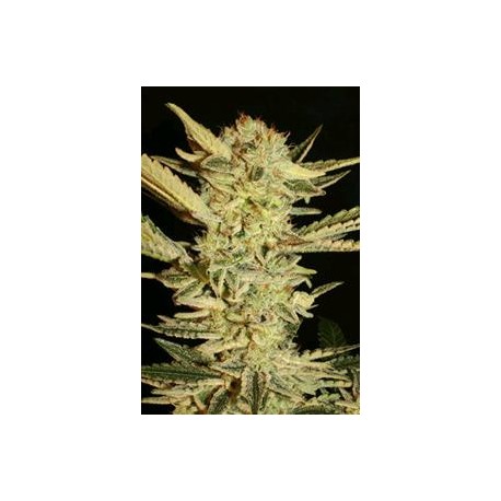 AUTOMATIC FINI * SUPER STRAINS SEEDS FEMINIZED 1 SEME 