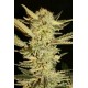 AUTOMATIC FINI * SUPER STRAINS SEEDS FEMINIZED 3 SEMI