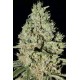 DFA AUTOFLOWERING * SUPER STRAINS SEEDS FEMINIZED 1 SEME 