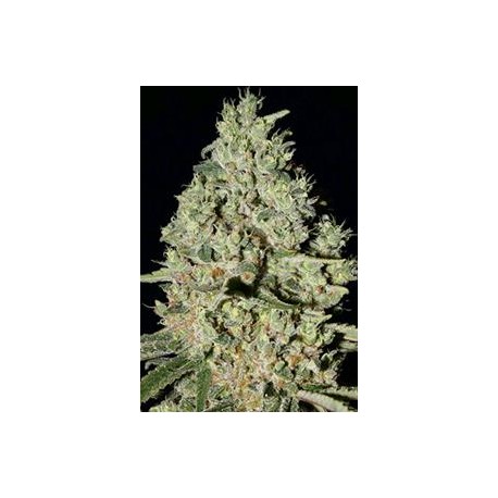 DFA AUTOFLOWERING * SUPER STRAINS SEEDS FEMINIZED 1 SEME 