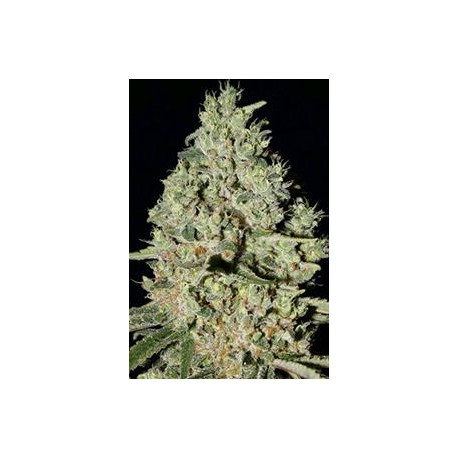 DFA AUTOFLOWERING * SUPER STRAINS SEEDS FEMINIZED 1 SEME 