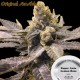 SUPER AUTO LEMON HAZE * ORIGINAL SENSIBLE SEED 3 SEMI FEM