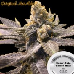 SUPER AUTO LEMON HAZE * ORIGINAL SENSIBLE SEED 3 SEMI FEM