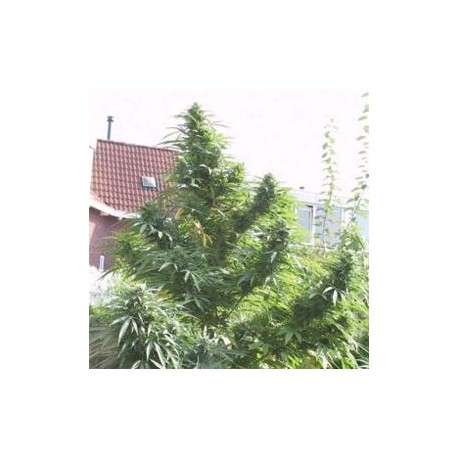 EASY SATIVA * FEMALE SEEDS 4 SEMI FEM