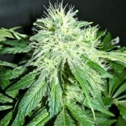 AFGHAN UNITED * HELVETIC SEEDS 5 SEMI FEM