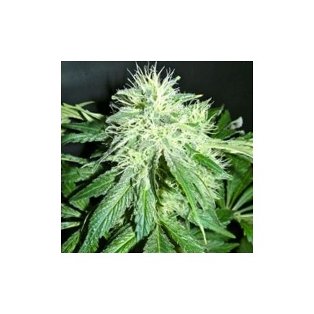 AFGHAN UNITED * HELVETIC SEEDS 5 SEMI FEM