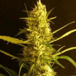 CITRO HAZE * HELVETIC SEEDS 25 SEMI FEM