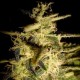 HELVETIC CHEESE * HELVETIC SEEDS 10 SEMI FEM