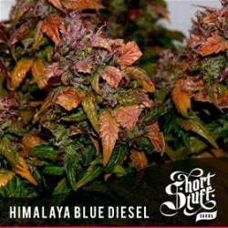 HIMALAYA BLUE DIESEL * SHORT STUFF SEEDS 3 SEMI FEM