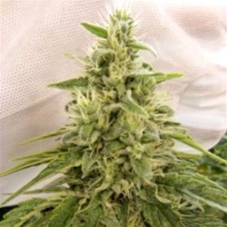 PEACEKEEPER * HELVETIC SEEDS 5 SEMI FEM