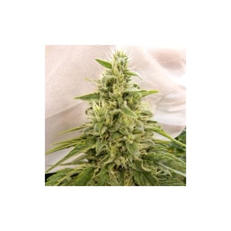 PEACEKEEPER * HELVETIC SEEDS 5 SEMI FEM