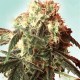 STARDUST * HELVETIC SEEDS 25 SEMI FEM