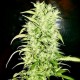 SWISS NEPALI * HELVETIC SEEDS 5 SEMI FEM