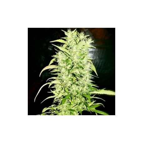 SWISS NEPALI * HELVETIC SEEDS 5 SEMI FEM