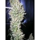 SUD AFRICA * CANNABIOGEN 10 SEMI REG