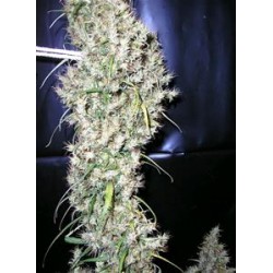 SUD AFRICA * CANNABIOGEN 10 SEMI REG