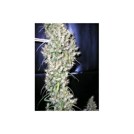 SUD AFRICA * CANNABIOGEN 10 SEMI REG