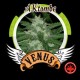 AKTOMBE* VENUS GENETICS 3 SEMI FEM