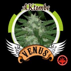 AKTOMBE* VENUS GENETICS 3 SEMI FEM