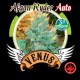 AFGHAN RYDER AUTO * VENUS GENETICS 1 SEME FEM