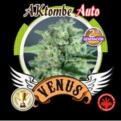 AKTOMBE AUTO* VENUS GENETICS 1 SEME FEM