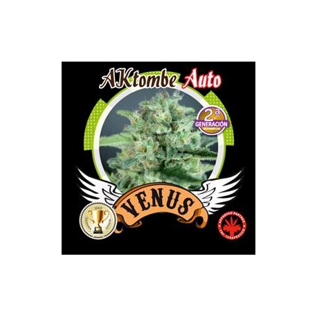 AKTOMBE AUTO* VENUS GENETICS 5 SEMI FEM