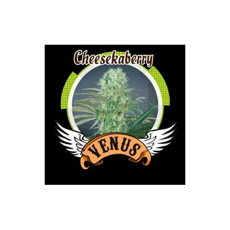 CHEESE KABERRY * VENUS GENETICS 3 SEMI FEM