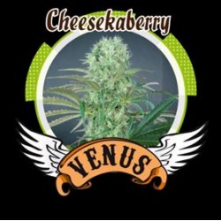 CHEESE KABERRY * VENUS GENETICS 5 SEMI FEM