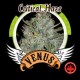 CRITICAL HAZE* VENUS GENETICS 1 SEME FEM