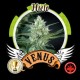 HIELO* VENUS GENETICS 3 SEMI FEM