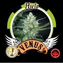 HIELO* VENUS GENETICS 3 SEMI FEM