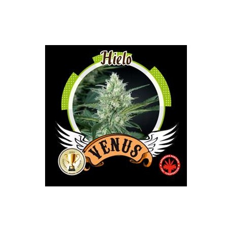 HIELO* VENUS GENETICS 3 SEMI FEM