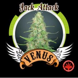 JACK ATTACK * VENUS GENETICS 3 SEMI FEM