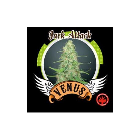 JACK ATTACK * VENUS GENETICS 3 SEMI FEM