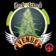 JACK ATTACK * VENUS GENETICS 1 SEME FEM