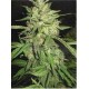 WIDOW * PROFESSIONAL SEEDS 3 SEMI FEM