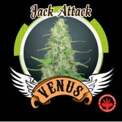 JACK ATTACK * VENUS GENETICS 10 SEMI FEM