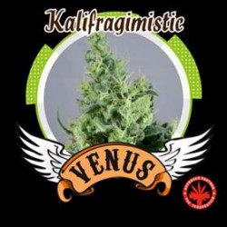 KALIFRAGIMISTIC * VENUS GENETICS 3 SEMI FEM