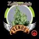 KALIFRAGIMISTIC * VENUS GENETICS 10 SEMI FEM