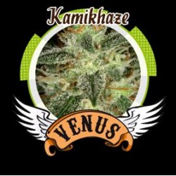 KAMIKHAZE* VENUS GENETICS 3 SEMI FEM