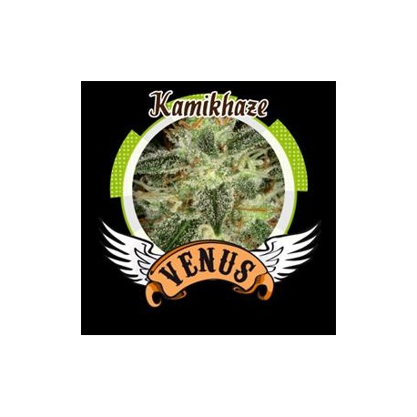 KAMIKHAZE* VENUS GENETICS 3 SEMI FEM