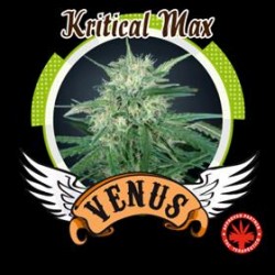 KRITICAL MAX * VENUS GENETICS 5 SEMI FEM