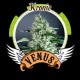 KRONIC * VENUS GENETICS 3 SEMI FEM