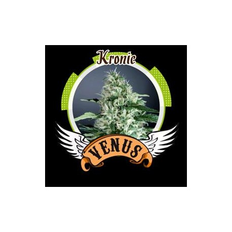 KRONIC * VENUS GENETICS 3 SEMI FEM