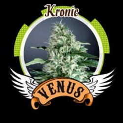 KRONIC * VENUS GENETICS 5 SEMI FEM